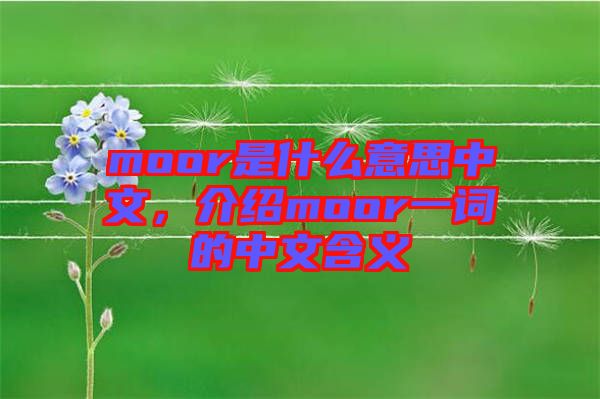 moor是什么意思中文，介紹moor一詞的中文含義