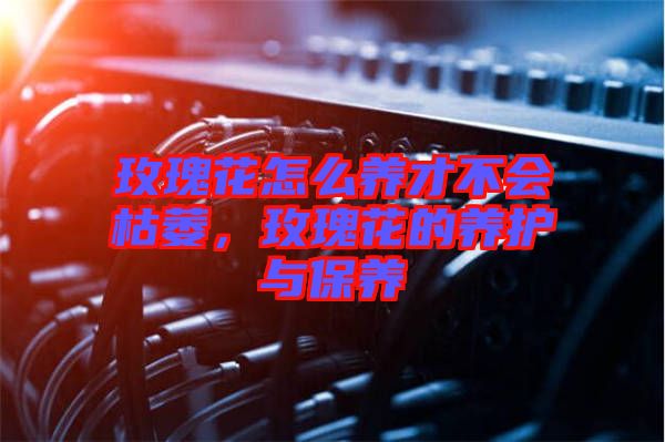 玫瑰花怎么養(yǎng)才不會枯萎，玫瑰花的養(yǎng)護與保養(yǎng)