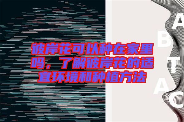 彼岸花可以種在家里嗎，了解彼岸花的適宜環(huán)境和種植方法
