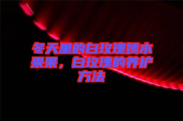 冬天里的白玫瑰嫣木果果，白玫瑰的養(yǎng)護(hù)方法