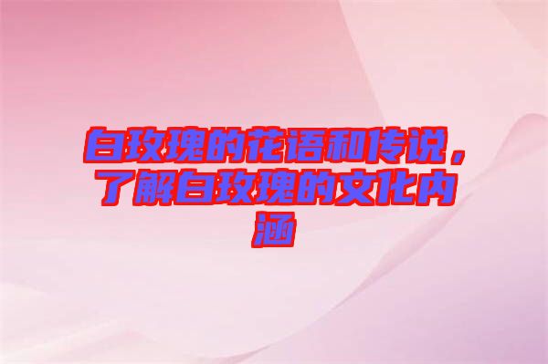 白玫瑰的花語和傳說，了解白玫瑰的文化內涵