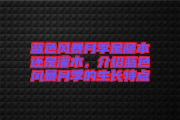 藍(lán)色風(fēng)暴月季是藤本還是灌木，介紹藍(lán)色風(fēng)暴月季的生長特點(diǎn)