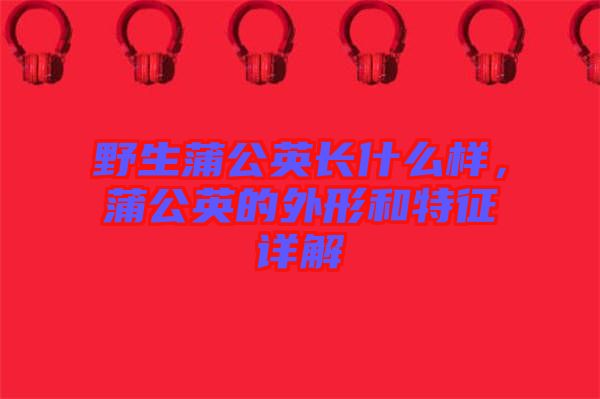 野生蒲公英長什么樣，蒲公英的外形和特征詳解